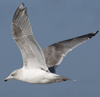 3cy argentatus in January. (80207 bytes)