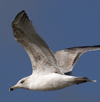 3cy argentatus in January. (80207 bytes)