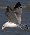 3cy argentatus in January. (80207 bytes)