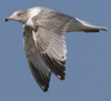 3cy argentatus in January. (80207 bytes)