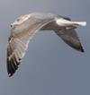 3cy argentatus in January. (80207 bytes)