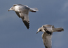 3cy argentatus in January. (80207 bytes)