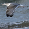 3cy argentatus in January. (80207 bytes)