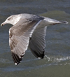 3cy argentatus in January. (80207 bytes)
