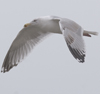 3cy argentatus in January. (80207 bytes)