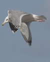 3cy argentatus in January. (80207 bytes)