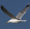 3cy argentatus in January. (80207 bytes)