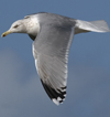 3cy argentatus in January. (80207 bytes)