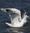 3cy argentatus in January. (80207 bytes)