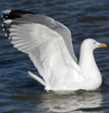 3cy argentatus in January. (80207 bytes)