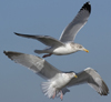 3cy argentatus in January. (80207 bytes)