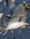 3cy argentatus in January. (80207 bytes)