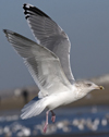 3cy argentatus in January. (80207 bytes)