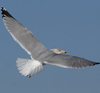 3cy argentatus in January. (80207 bytes)