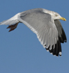 3cy argentatus in January. (80207 bytes)
