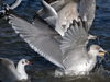 3cy argentatus in January. (80207 bytes)