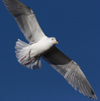3cy argentatus in January. (80207 bytes)