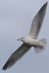 3cy argentatus in January. (80207 bytes)