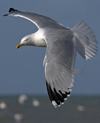 3cy argentatus in January. (80207 bytes)