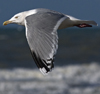 3cy argentatus in January. (80207 bytes)