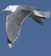 3cy argentatus in January. (80207 bytes)