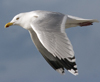 3cy argentatus in January. (80207 bytes)