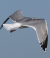 3cy argentatus in January. (80207 bytes)