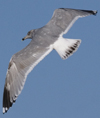 3cy argentatus in January. (80207 bytes)