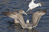 3cy argentatus in January. (80207 bytes)
