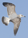 3cy argentatus in January. (80207 bytes)