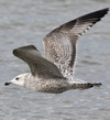 3cy argentatus in January. (80207 bytes)