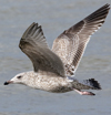 3cy argentatus in January. (80207 bytes)