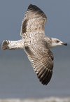 3cy argentatus in January. (80207 bytes)