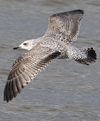 3cy argentatus in January. (80207 bytes)