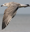 3cy argentatus in January. (80207 bytes)