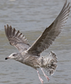 3cy argentatus in January. (80207 bytes)