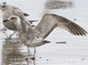 3cy argentatus in January. (80207 bytes)