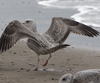 3cy argentatus in January. (80207 bytes)