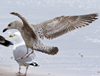 3cy argentatus in January. (80207 bytes)