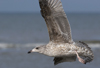 3cy argentatus in January. (80207 bytes)