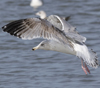 3cy argentatus in January. (80207 bytes)