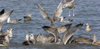 3cy argentatus in January. (80207 bytes)