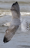 3cy argentatus in January. (80207 bytes)