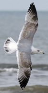 3cy argentatus in January. (80207 bytes)