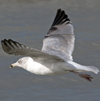3cy argentatus in January. (80207 bytes)