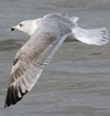 3cy argentatus in January. (80207 bytes)