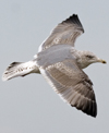 3cy argentatus in January. (80207 bytes)