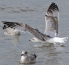 3cy argentatus in January. (80207 bytes)
