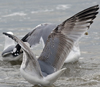 3cy argentatus in January. (80207 bytes)