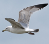 3cy argentatus in January. (80207 bytes)